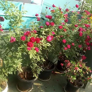 Heavenly Privatunterkunft Kochi